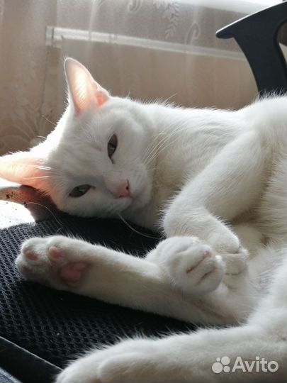 Кошечка в добрые руки