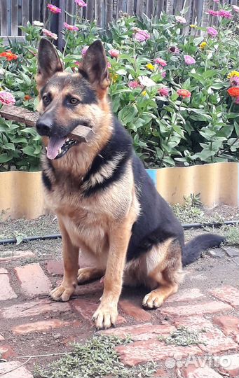Собака,немец.Ищет девочку для вязки