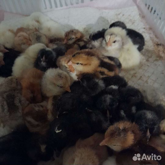 Цыплята,утята,гуси,индюшата