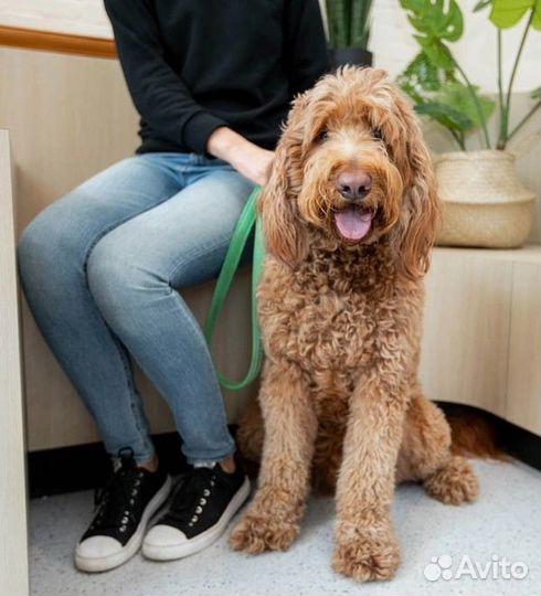 Скорая ветеринарная помощь. Ветеринарный врач