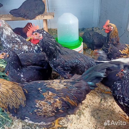 Молодые петухи