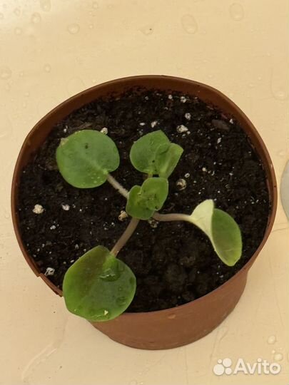 Фиалка, китайская роза, пахистахис