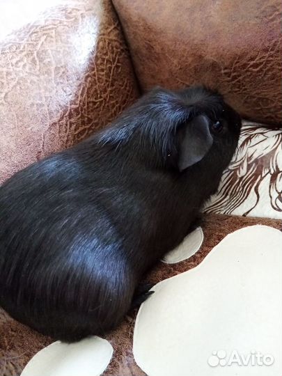 Свинки морские