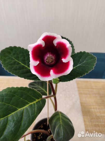 Глоксиния цветущая