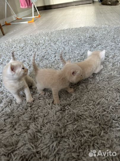 Отдам котят в добрые руки