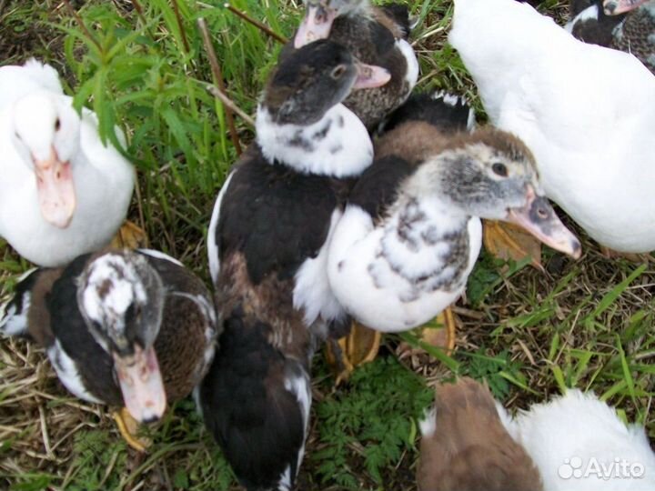 Утки и утята мускусные. Индоутки