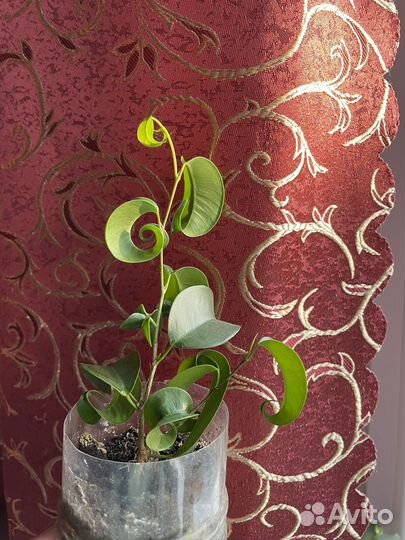 Фикус барок