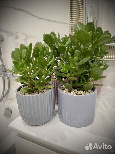 Денежное дерево толстянка