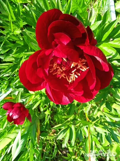 Продажа корней и луковиц