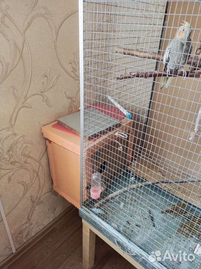 Попугай корелла с клеткой