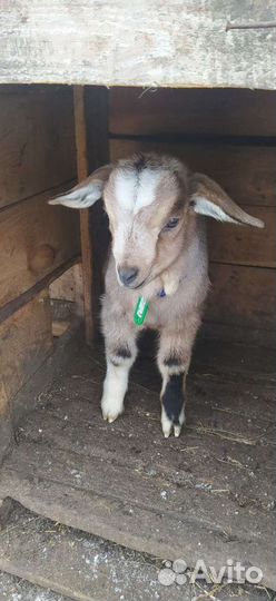 Всегда в продаже Козлята разных пород и возрастов