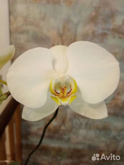 Орхидея фаленопсис
