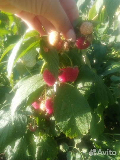 Ремонтантная малина