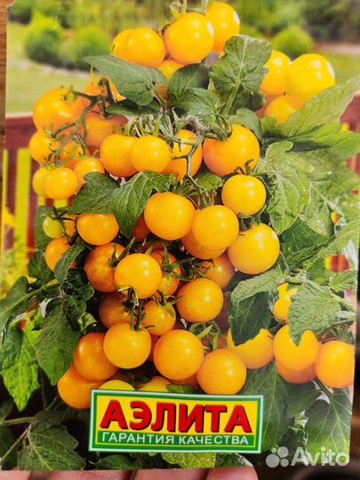 Рассада помидоры черри карлики перец