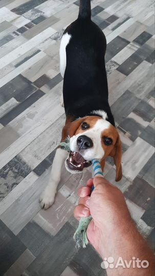 Вязка кобель бигль