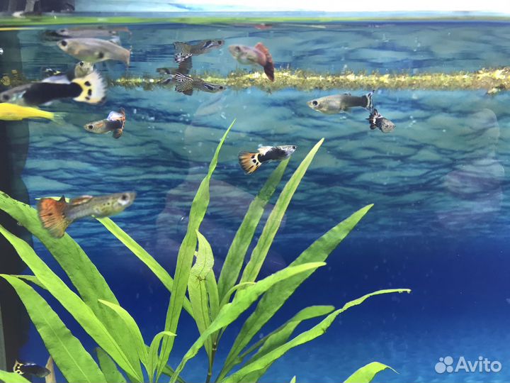 Самочки гуппи