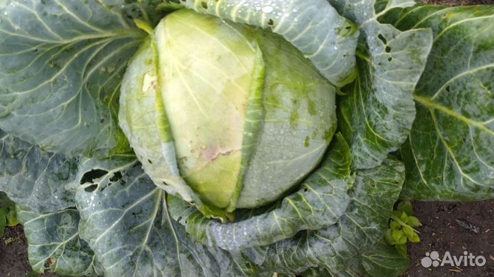 Капуста квашеная