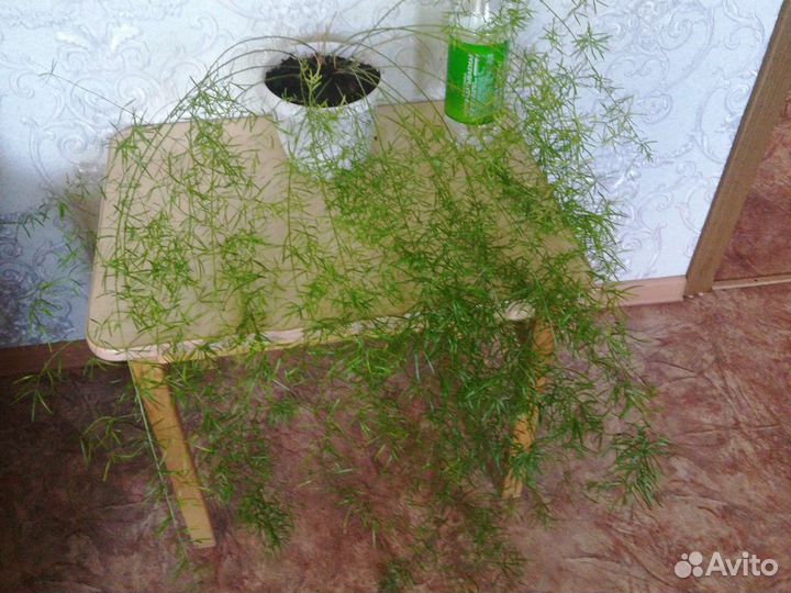 Аспарагус, Циссус березка