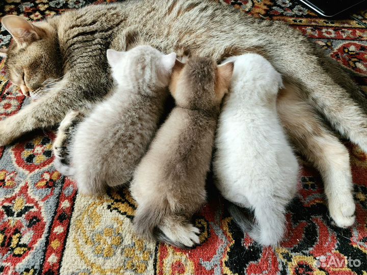 Шотландские котята