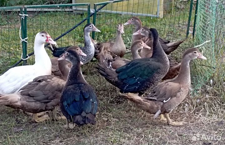 Молодые петушки, индоутки