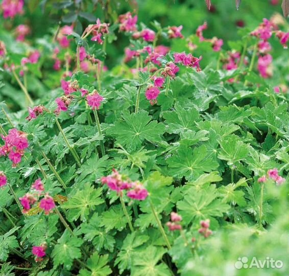 Герань садовая многолетняя