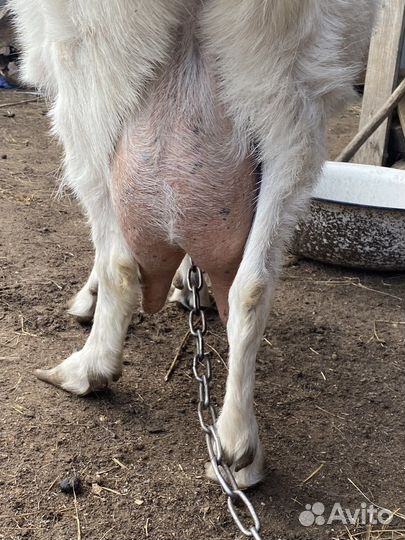 Коза и козел