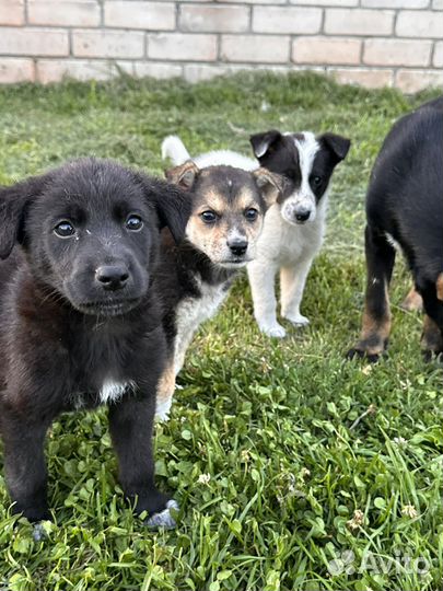 Щенки в добрые руки