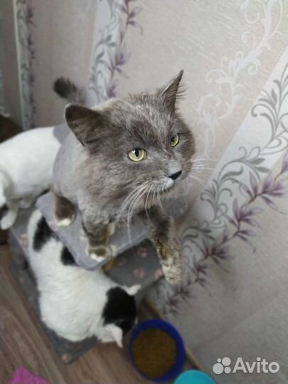 Крупный пушистый кот