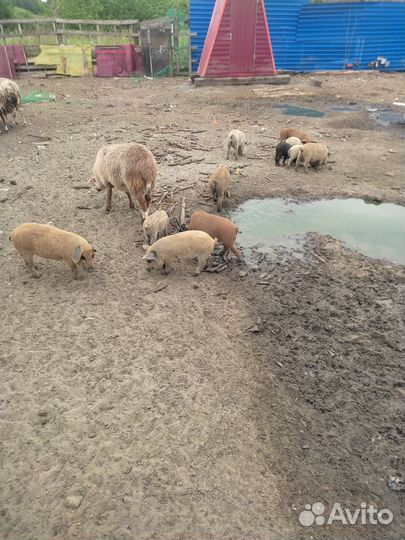 Подрощенные домашние поросята