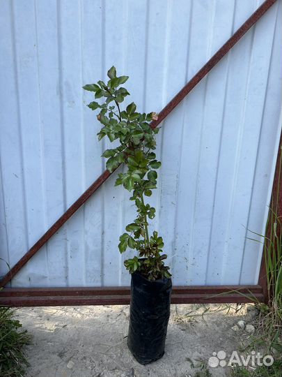 Саженцы Роза шраб Розенштадт Фрайзинг