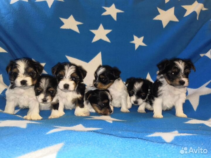 Бивера щенки