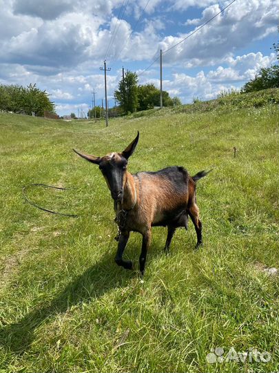 Нубийская коза