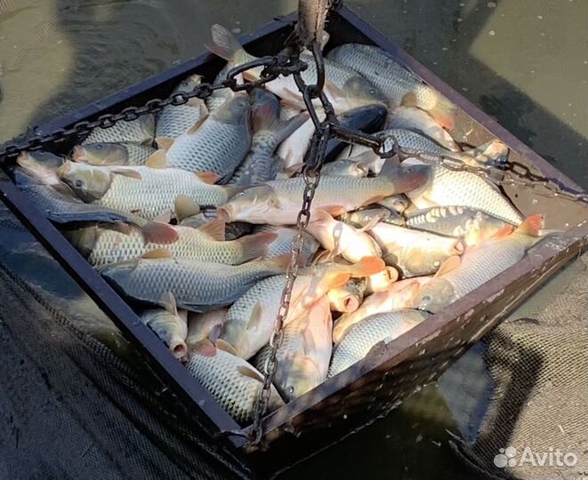 Живой карп