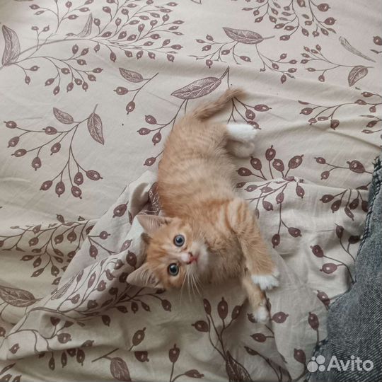 Котенок в добрые руки