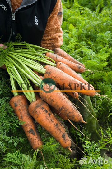 Морковь свежая