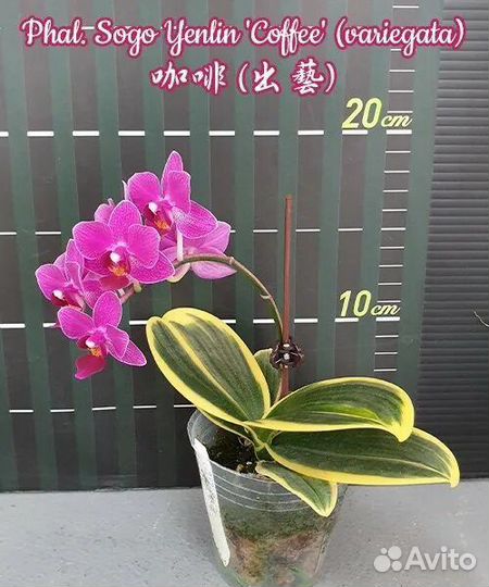 Орхидея фаленопсис