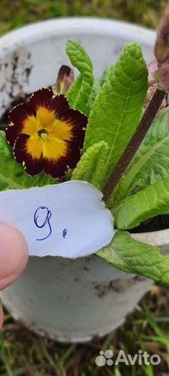 Примула(аурикула) садовая