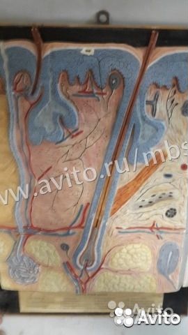 Макет строение кожи из СССР