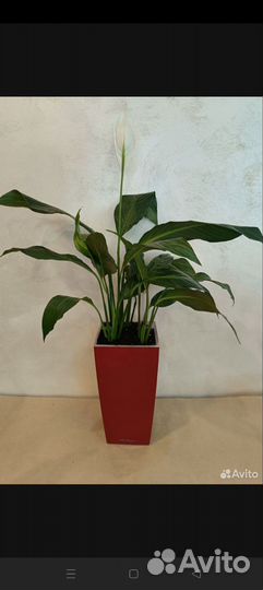 Спатифиллум