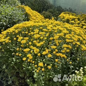 Как выглядят цветы дубки (75 фото)