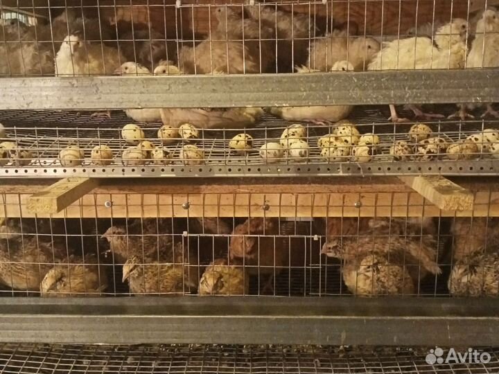 Яйца перепелиные