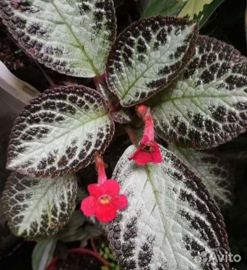 Эписция (Episcia)