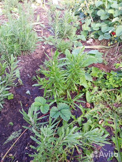 Лаванда саженцы