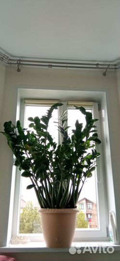 Замиокулькас