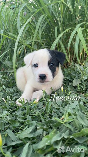 Щенок в добрые руки