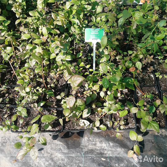 Голубики саженцы, 13 сортов, трёхлетки