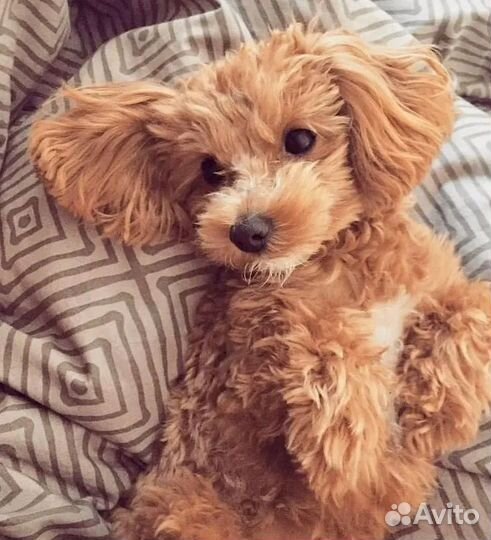 Собака мальтипу 6 мес девочка