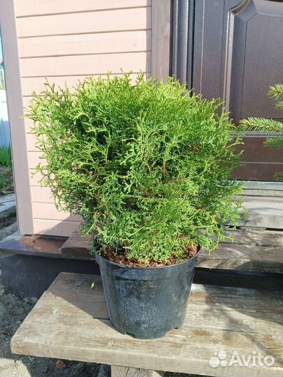 Туя тини тим