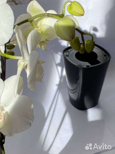 Перевернутые плошки