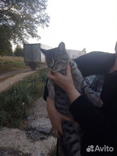 Отдам кота в добрые руки